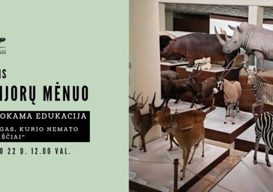 Edukacija „Langas, kurio nemato paukščiai“
